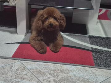 Barboncino toy