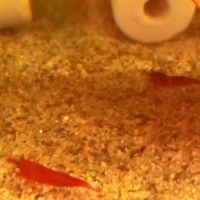 Neocaridine Davidi Red Sakura grado alto