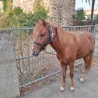 Pony