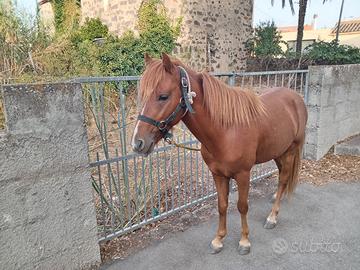 Pony