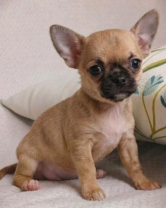 CHIHUAHUA TOY FULVI CUCCIOLI disponibili