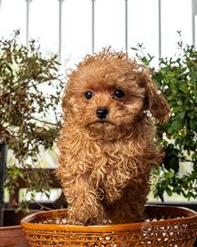 Cucciolo barboncino toy