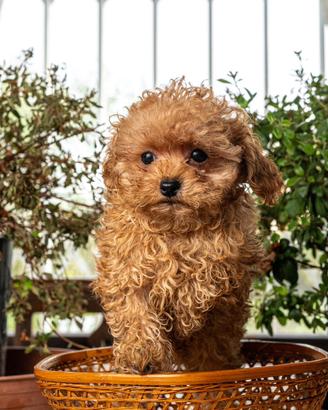 Cucciolo barboncino toy