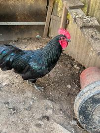Galline Australorp