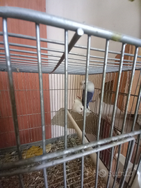 Pappagalli inseparabili