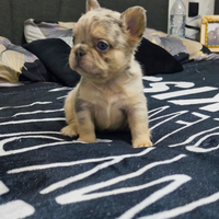 Bulldog francese Fluffy