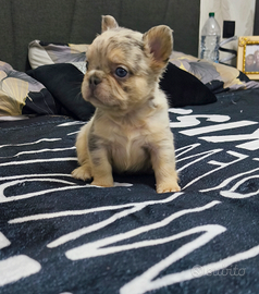 Bulldog francese Fluffy