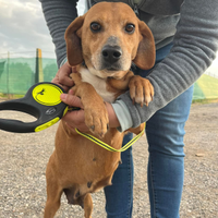 Cucciolona in adozione