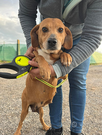 Cucciolona in adozione