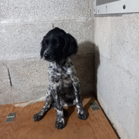 Cuccioli setter inglese