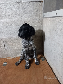 Cuccioli setter inglese