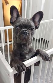 Bulldog francese 8 mesi