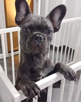 Bulldog francese 8 mesi