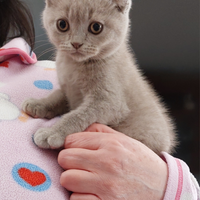 Scottish fold è straight