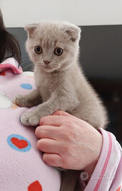 Scottish fold è straight