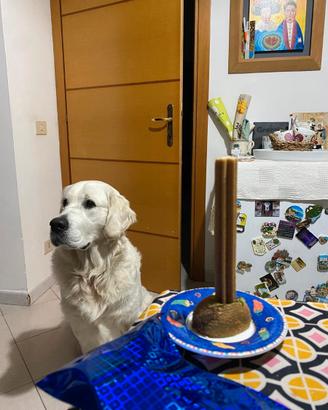 Golden Retriver Maschio Monta
