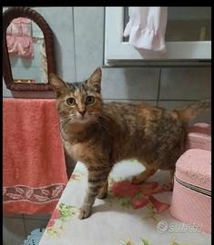 Adozione del cuore per Miagolina