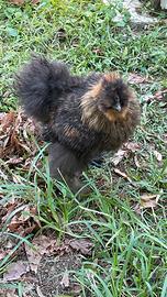 Gallo moroseta