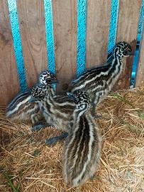 Piccoli di Emu