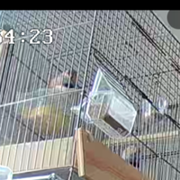 Bengalini diamanti mandarino