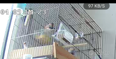 Bengalini diamanti mandarino