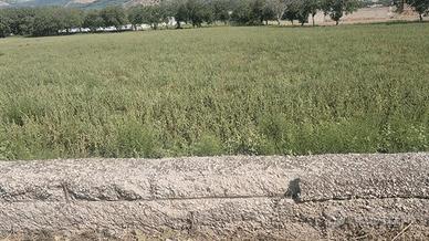 TERRENO AGRICOLO