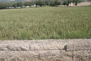 TERRENO AGRICOLO