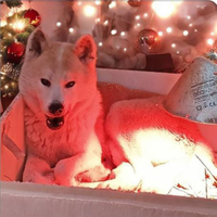 Akita INU pedigree ENCI