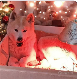 Akita INU pedigree ENCI