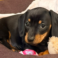 Cucciola di bassotto tedesco nano