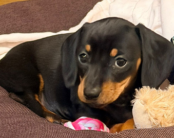 Cucciola di bassotto tedesco nano