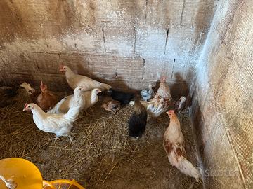 Galletti e gallinelle