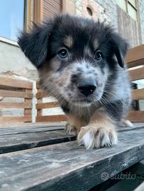 "Simil" Pastore della Lessinia e del Lagorai