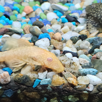 Ancitrus