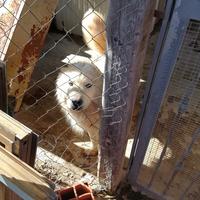 Regalasi halaska malamute e chow chow