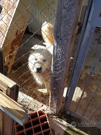 Regalasi halaska malamute e chow chow