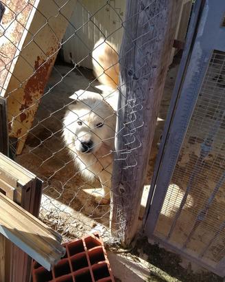 Regalasi halaska malamute e chow chow