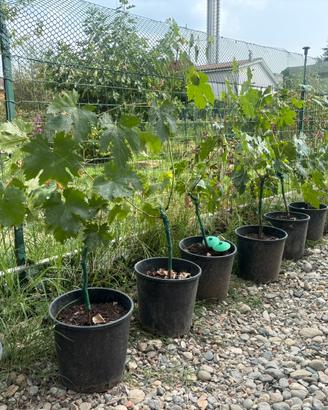 Pianta uva vite San Giovese da Vino