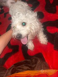 Cane bichon maltese mini toy