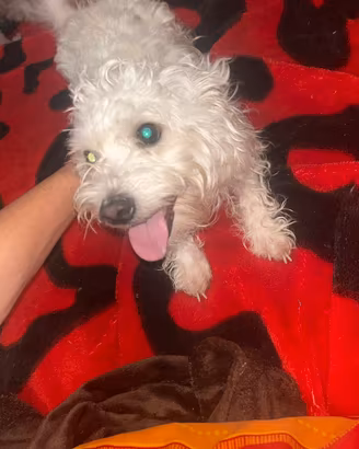 Cane bichon maltese mini toy