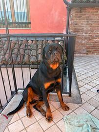 Rotweiler da monta