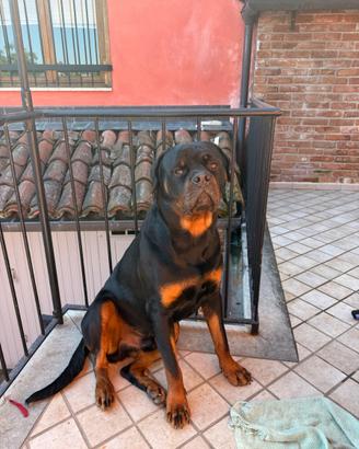 Rotweiler da monta