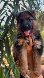 Cucciola di pastore tedesco con pedigree ENCI