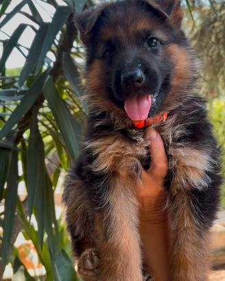 Cucciola di pastore tedesco con pedigree ENCI