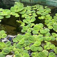 Pistia pianta galleggiante acquario con omaggio