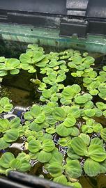 Pistia pianta galleggiante acquario con omaggio