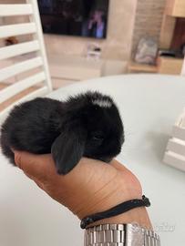 Coniglio nano ariete mini lop