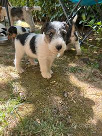 CUCCIOLI DI FOX TERRIER  CON PEDIGREE 