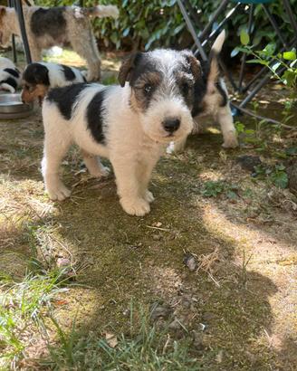 CUCCIOLI DI FOX TERRIER  CON PEDIGREE 