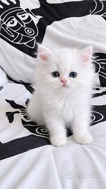 Cuccioli di gattini persiani